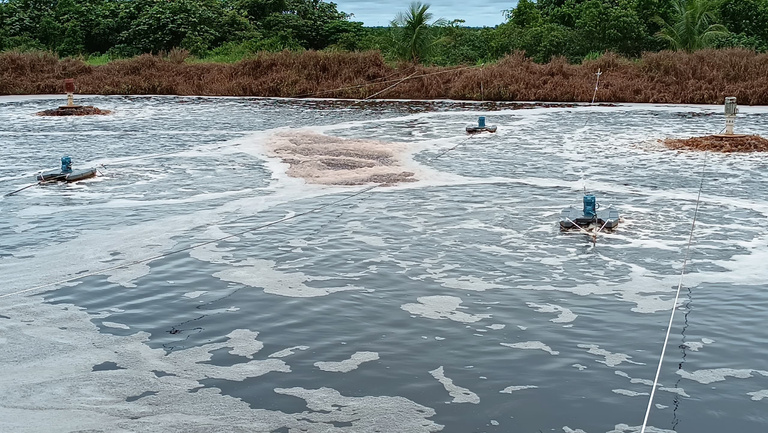 Aeration pond surface